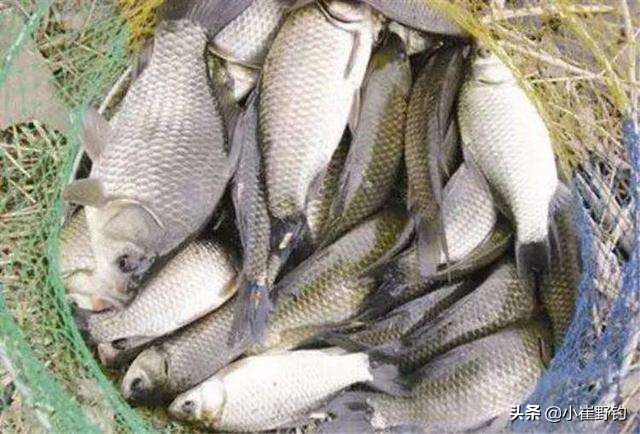 黑坑钓鲫鱼怎么样钓最好,黑坑钓鲫鱼用什么钓最好