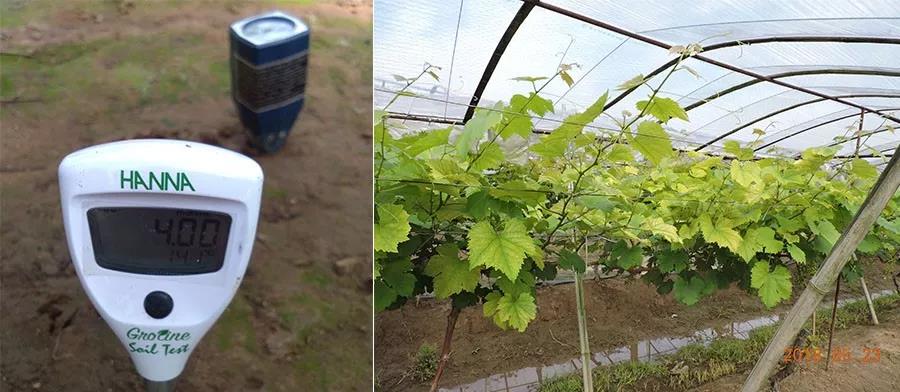 盐碱地不适宜植物生长是因为,盐碱土地为什么不能生长