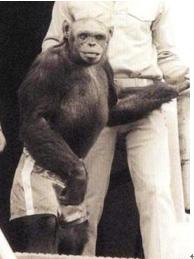 人类进化背后的万年相亲博弈:我们的祖先也爱酷哥