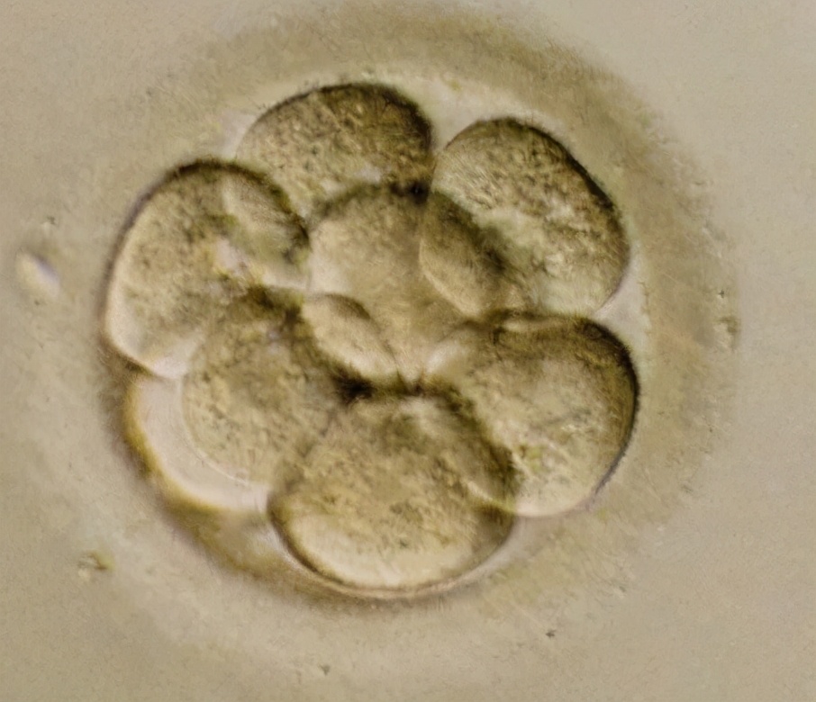 一个“异端邪说”是如何一步步走到聚光灯下?