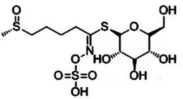 西兰花种子固体饮料的作用,西兰花种子水提取物功效