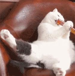 新手养猫没经验？小猫到新家，遇到问题详解（新手必看）