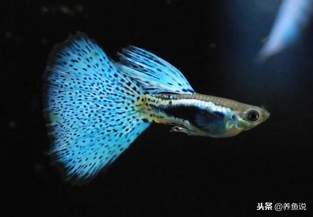 孔雀鱼苗水温多少度合适,孔雀育苗水温多少可以活