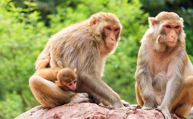 人类十大不能吃的野生动物是什么,其排名如何?