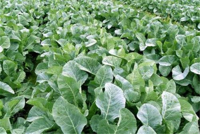 花椰菜种植技术大全,花椰菜种植时间和注意事项