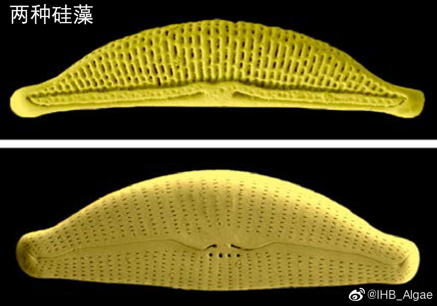 什么是藻类,什么是藻类图片