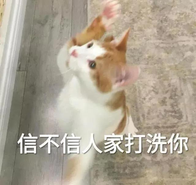 猫咪泌尿系统有问题怎么治,猫咪容易患的疾病如何治疗和预防