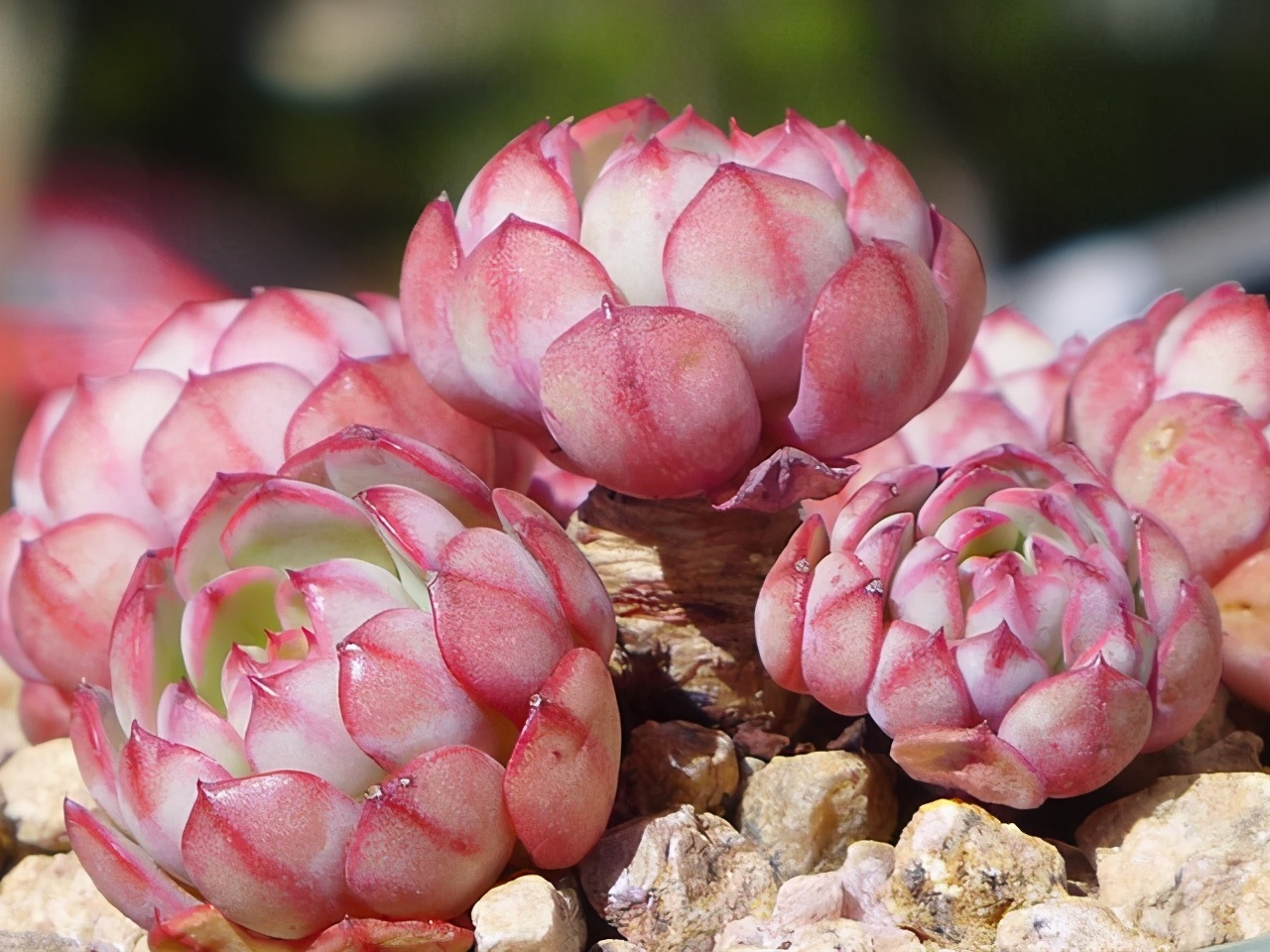 10种多肉天生爱徒长,不能“宠”着养,虐一虐才漂亮