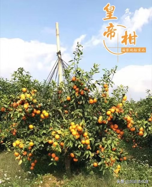 比蜂蜜还甜的柑橘,广西酸酸甜甜好剥皮的柑橘