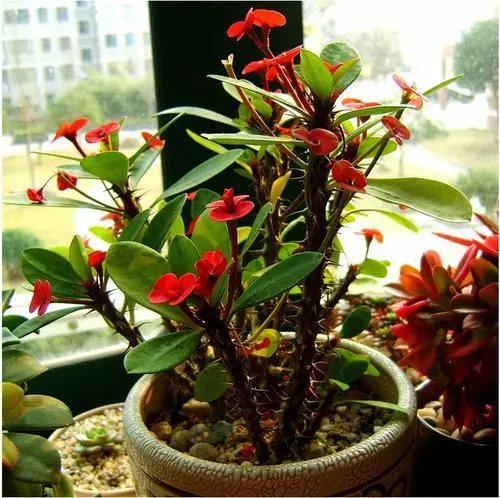 什么花可以放在卧室净化空气,什么花放在卧室可以净化空气