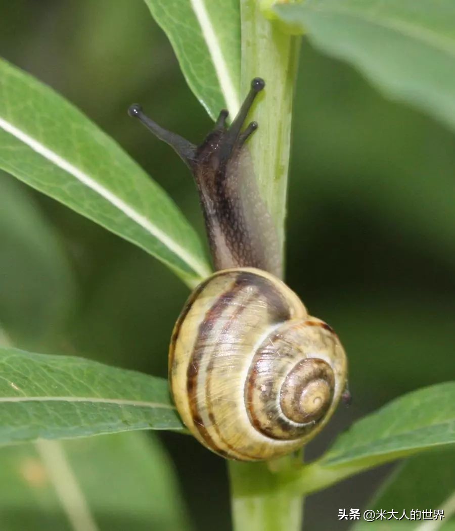 花园葱蜗牛：被人误解了上百年的小家伙，“其实我只对...