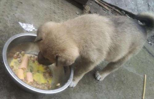 两个月大的土狗,俩个月大的土狗