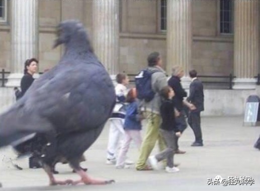 鸽子为什么这么大？懂数学的给出了答案