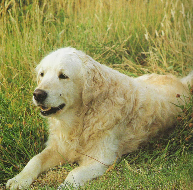 怎么照顾狗狗的老年生活,7岁狗狗必须做的六件事