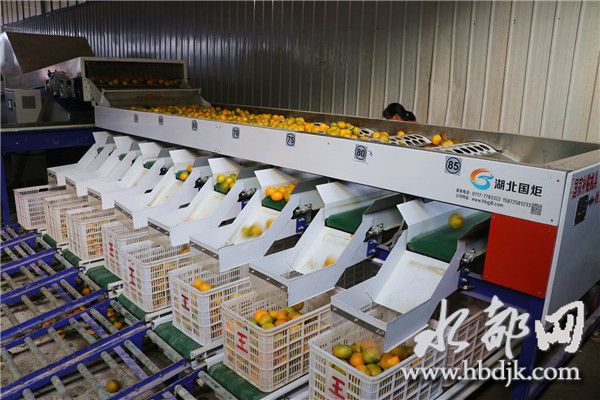 「十堰」习家店镇柑桔俏销四方,带富一方百姓