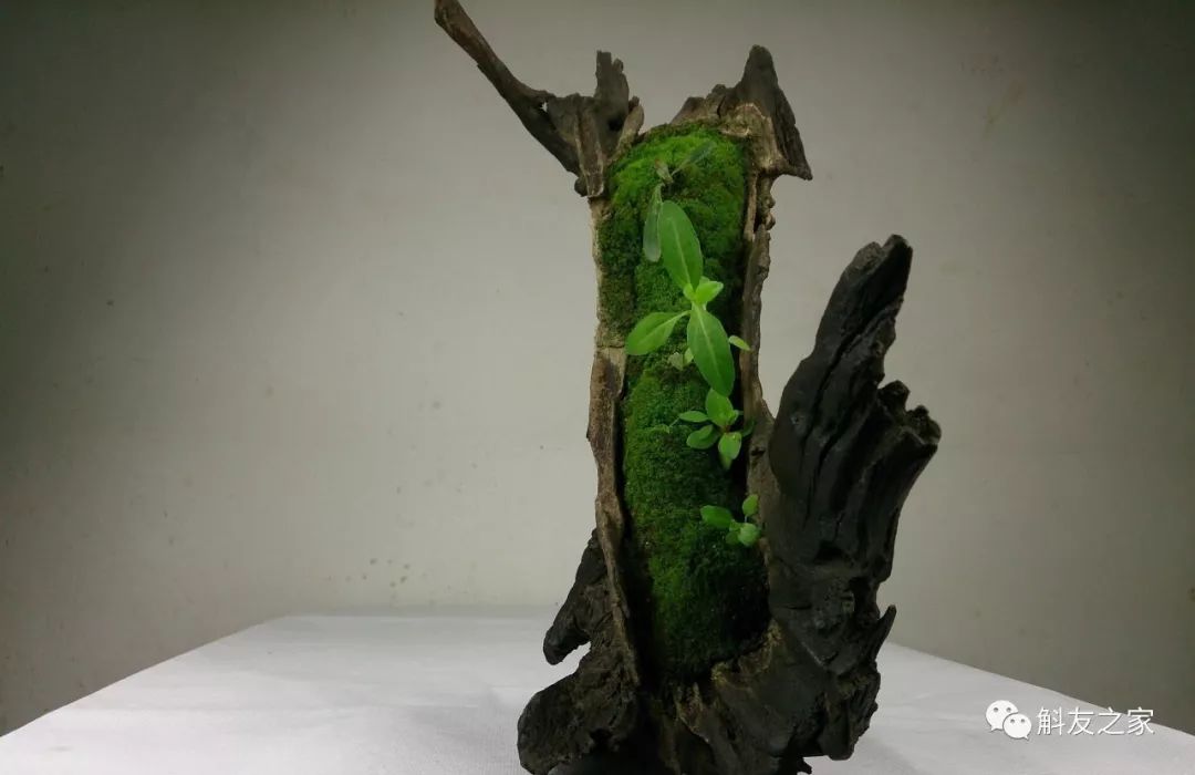 石斛兰最受不了的那种水！涨知识了