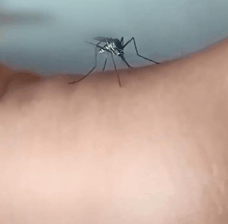 干掉蚊子的100种方法,消灭蚊子的100种方法第24种