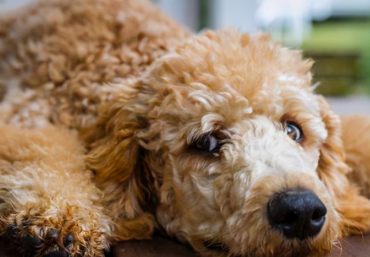 为什么泰迪嘴上有白毛呢,泰迪犬长白毛怎么办