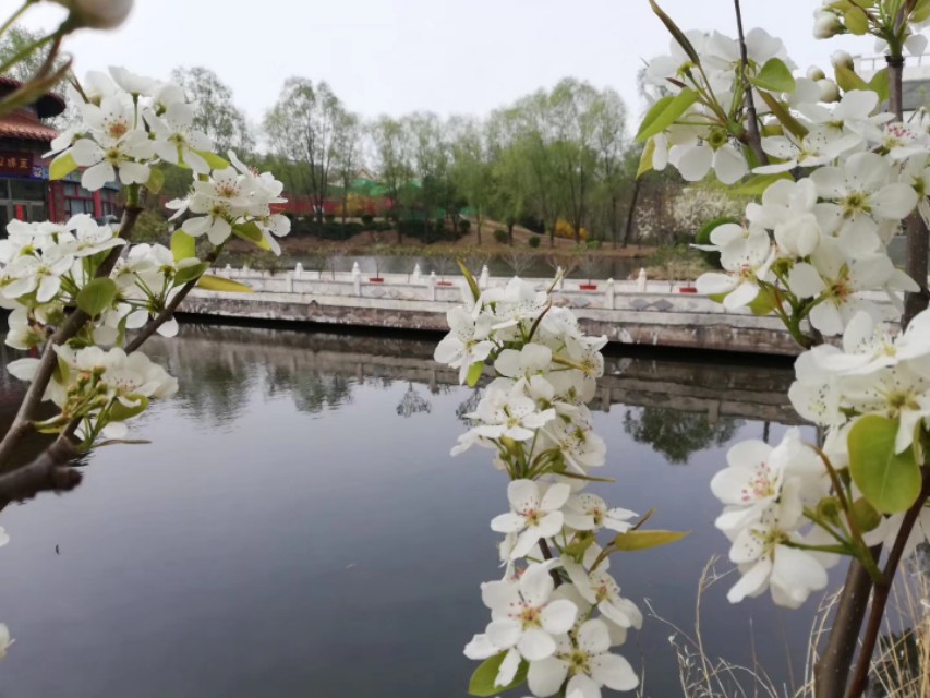 梨花情思歌曲原唱,梨花情思原唱视频