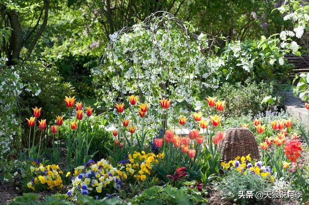 狼家球根怎么样,狼家球根上市了吗