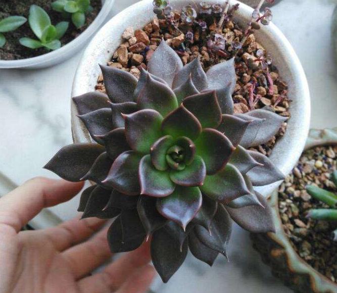 多肉黑王子老桩,黑王子多肉老桩