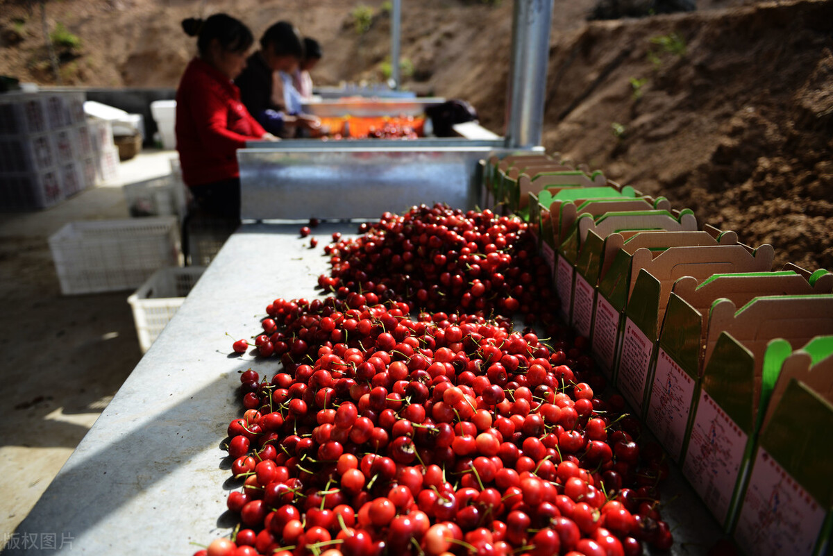 蒜薹最新价格今天,蒜薹大掉价