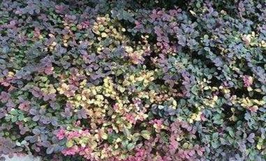 红花檵木适合做什么景观,红花檵木景观树