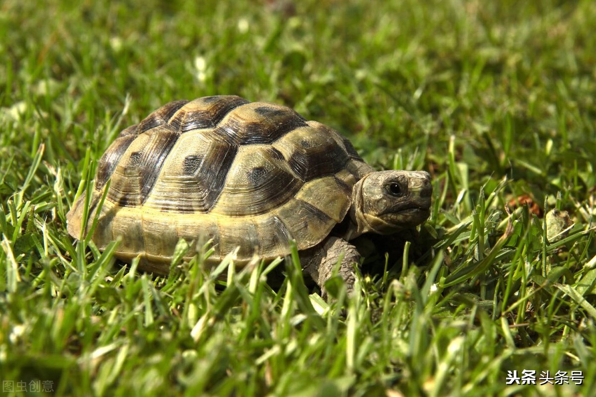我的小院生活之“海军”巴西龟