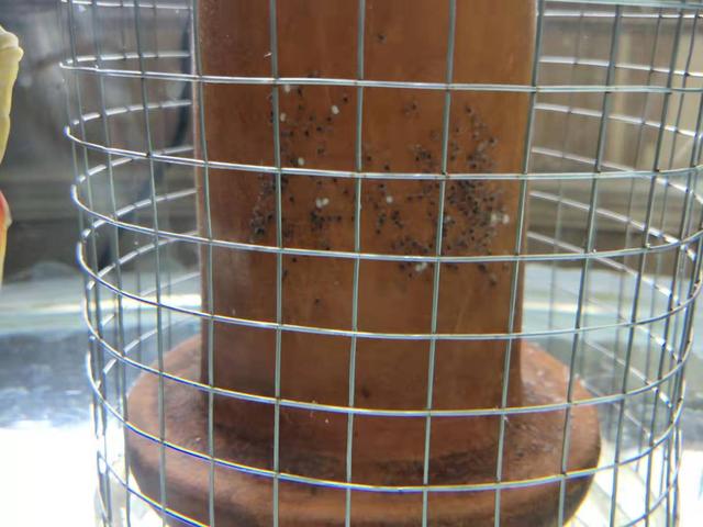 观赏鱼产卵怎么孵化小鱼,发现观赏鱼在鱼缸里产卵