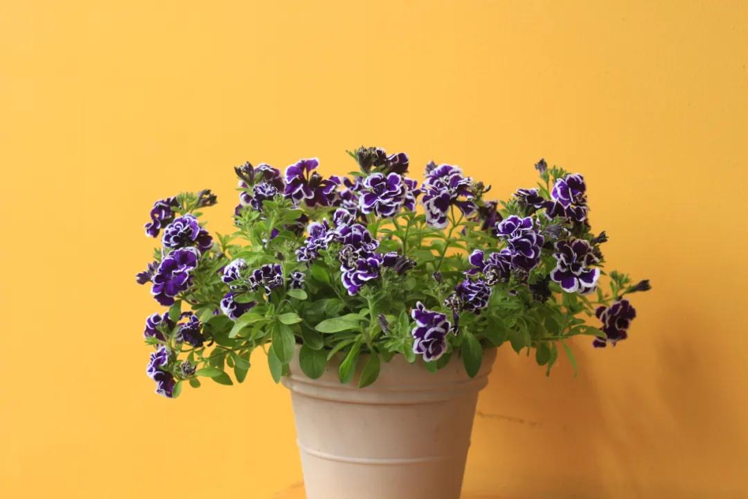 这43个来自世界各地的新品种，快来看看有没有你的菜