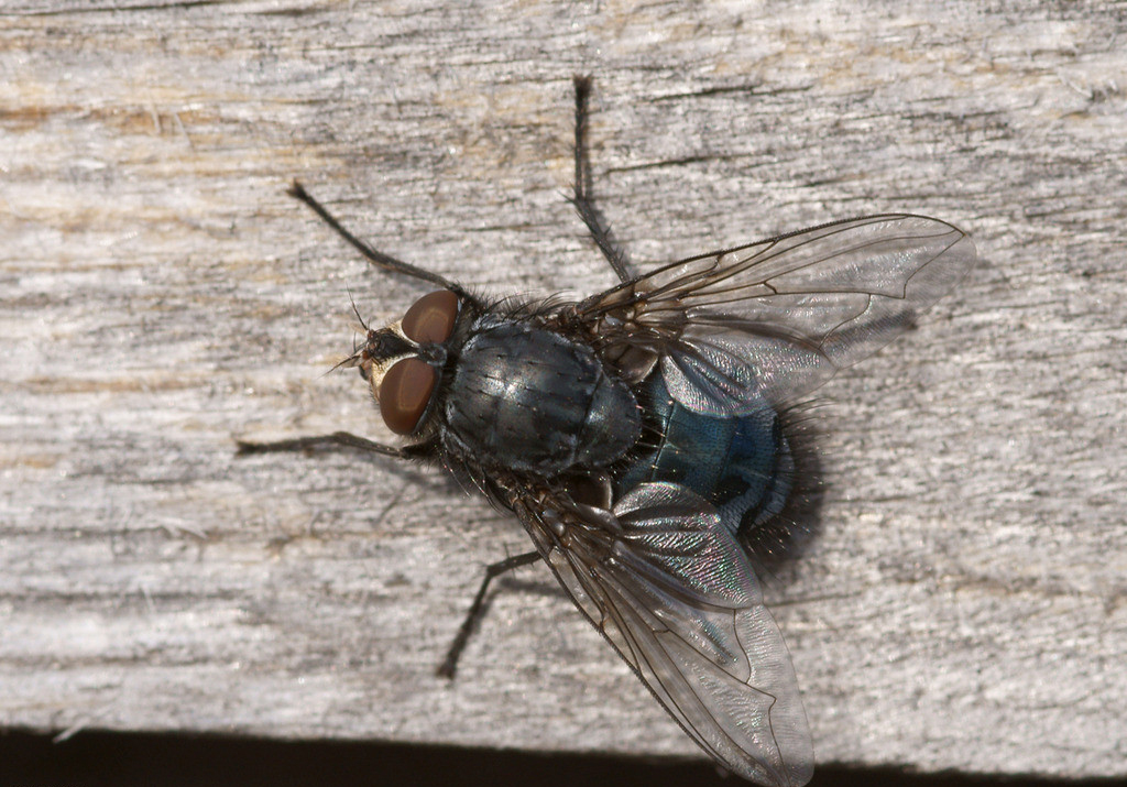 餐厅苍蝇最佳解决方案,餐厅苍蝇多怎么解决