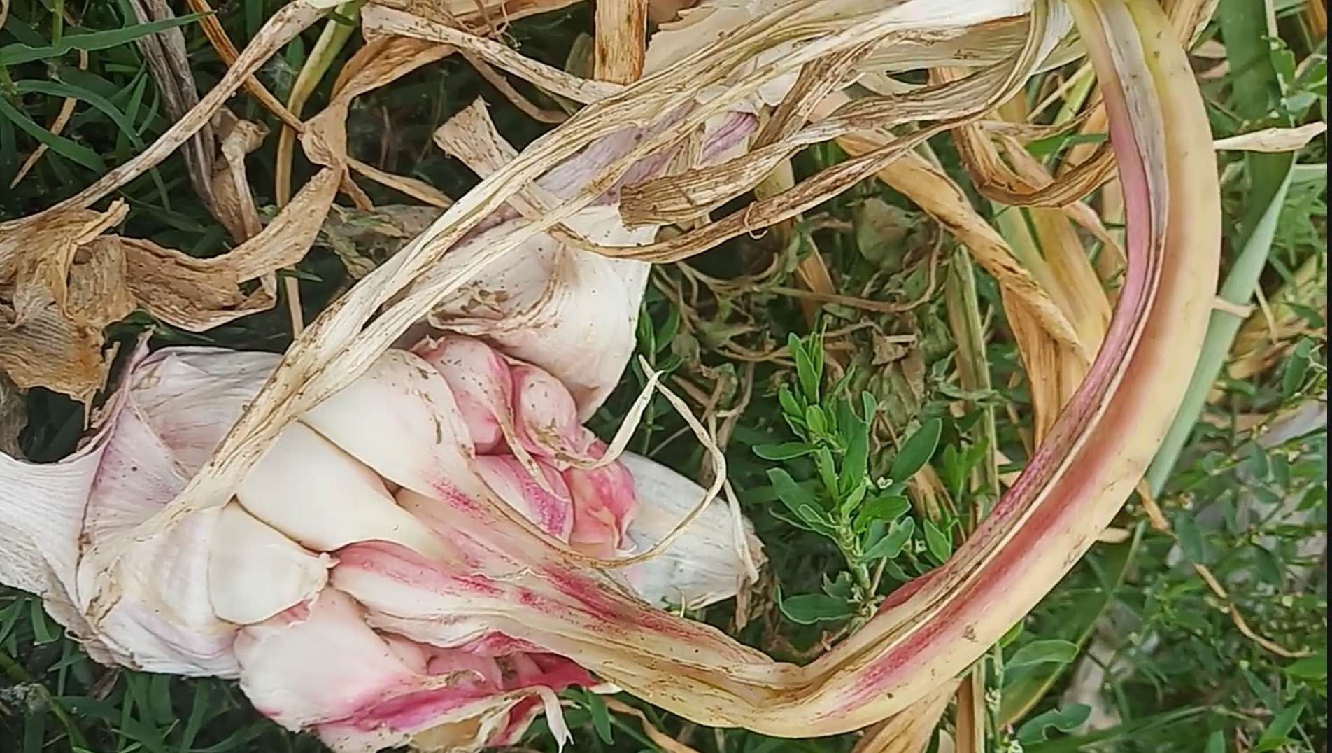 大蒜最佳采摘时间,大蒜最容易的采收法