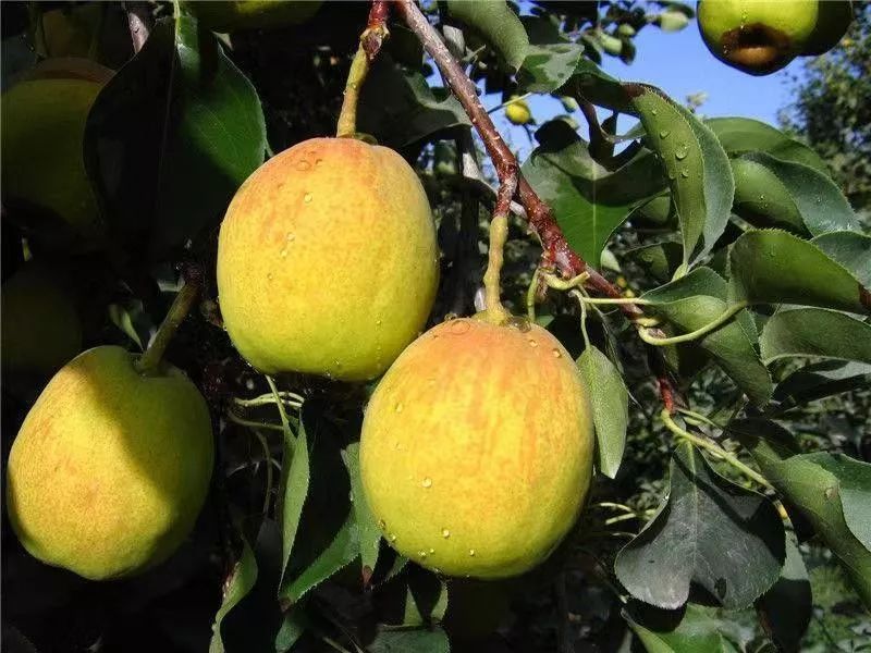 「暖冬行动送福利」库尔勒香梨免费送！跨越4000多公里的迷人果香，等您亲尝