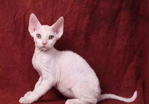 五十种可爱的猫咪,高贵的猫咪