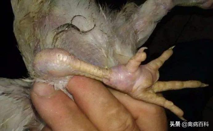 鸡腿化脓如何治疗,鸡腿肿用什么药图解