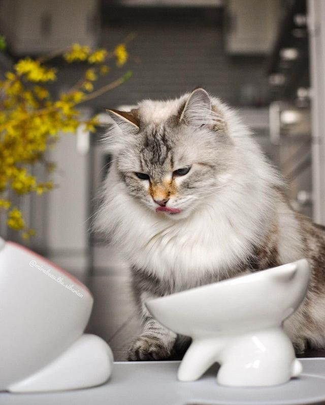 猫每天吃什么,猫一天需要吃几顿饭