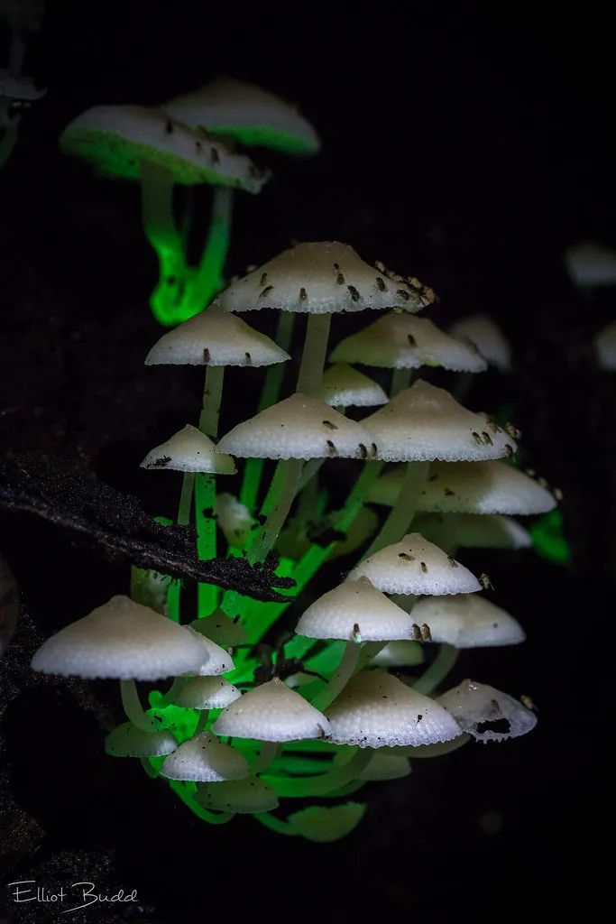 蘑菇头上有红点,蘑菇头上有小红点