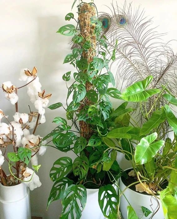 盆栽绿萝如何让它爬满墙,绿萝吊兰盆栽怎么养