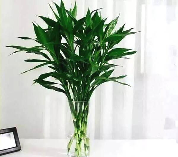 富贵竹怎么才不被冻死,怎样防止富贵竹被冻死