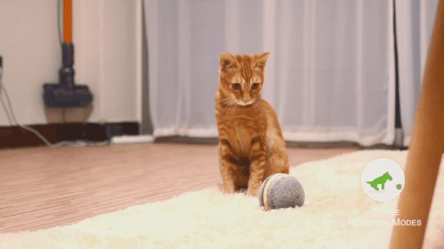 100%智能的小球，在寒冷的冬季撩猫逗狗