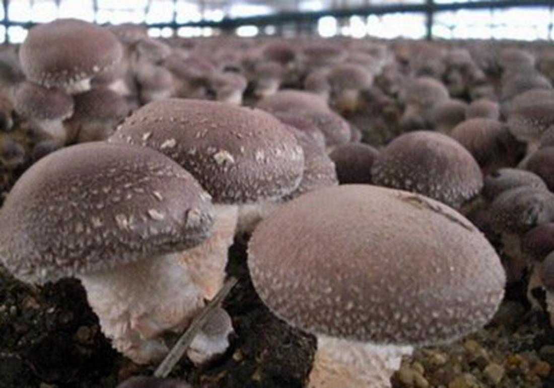 种植香菇为什么太湿会发黑,香菇种植病害防治方法
