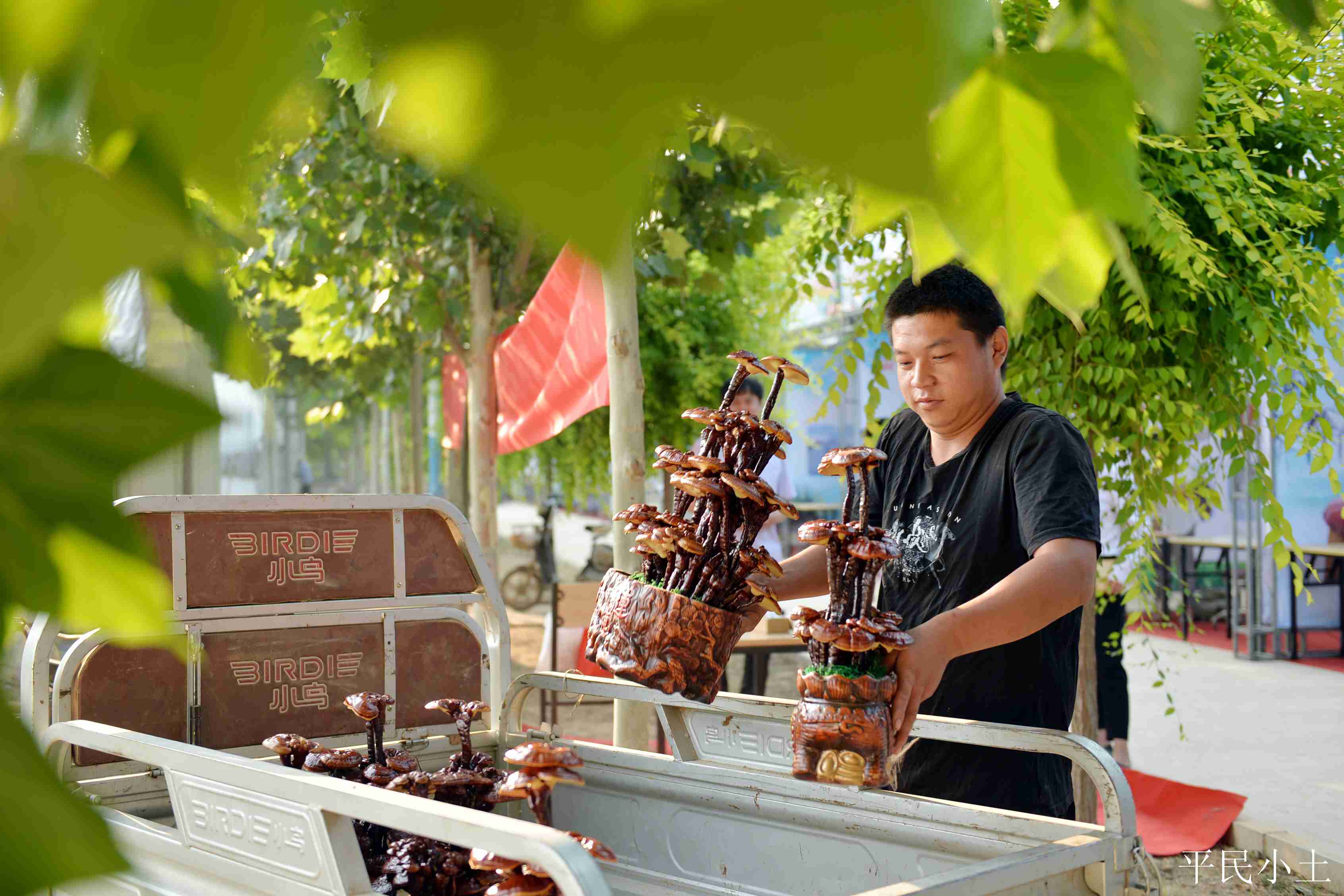 山东聊城灵芝盆景 (山东聊城盆景灵芝)