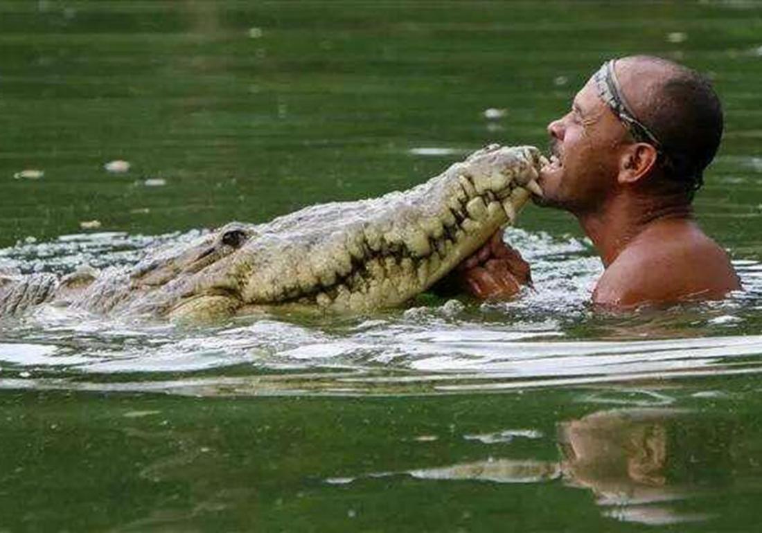 鳄鱼要怎么养殖才不犯法,鳄鱼养殖要怎么防护自身安全