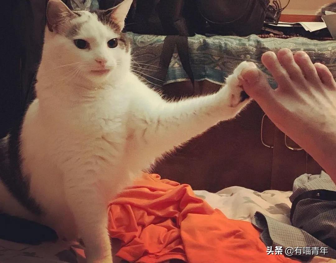 建国后有被猫抓伤得狂犬病的吗,不小心被猫抓伤了要打疫苗吗