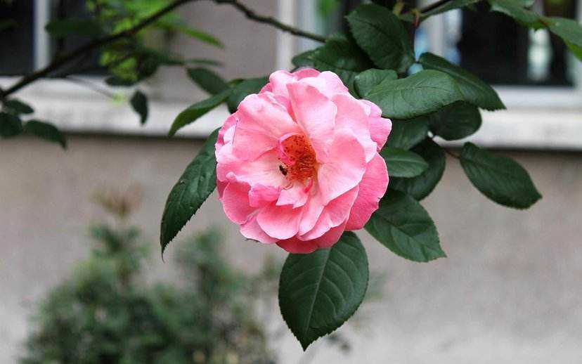 超惹人喜欢的3种花,这3种花不要随意去买