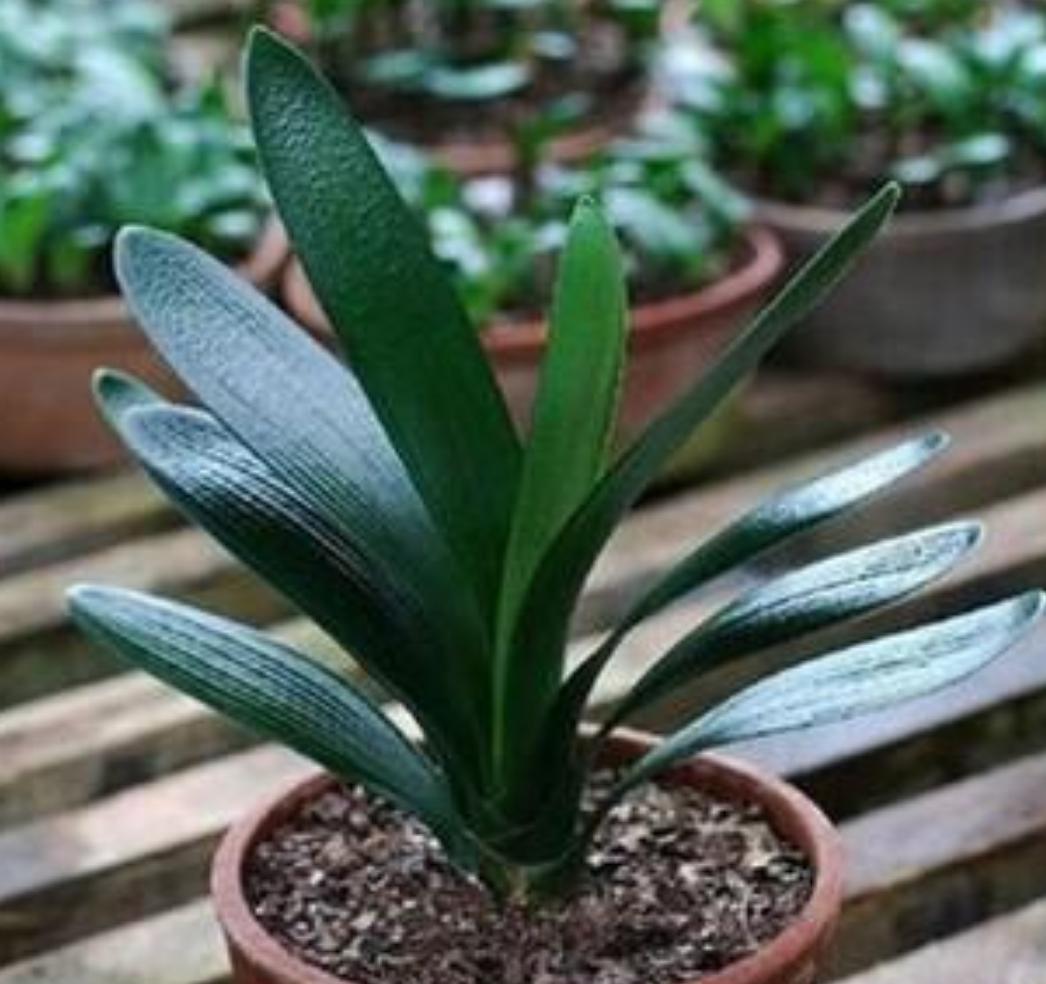 君子兰什么时候适合换盆怎么换盆,君子兰换盆期的正确养护方法