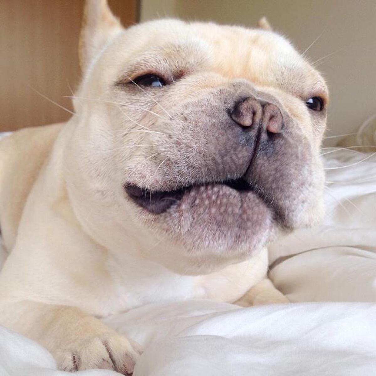 宠物墓地景观,探访宠物殡葬机构