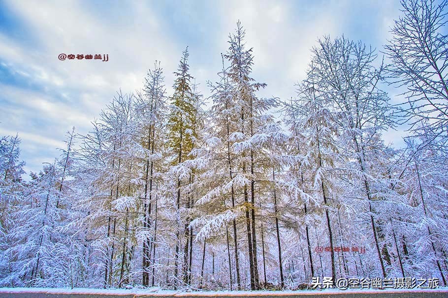 在莫尔道嘎，我遇见了最美的秋雪