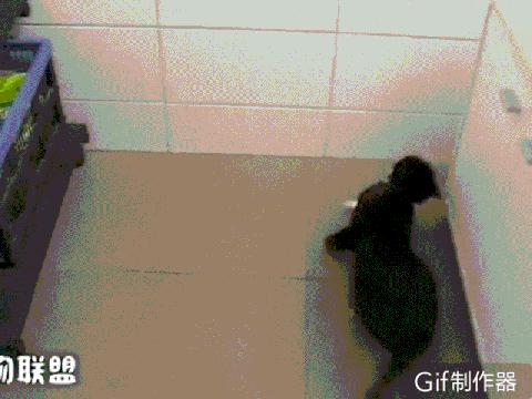 猫咪总是抽搐癫痫怎么回事呢,猫咪做梦抽搐和抽搐的区别