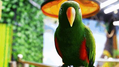 是玩物or贤内助？趣谈东西方绘画中的鹦鹉|张小玉